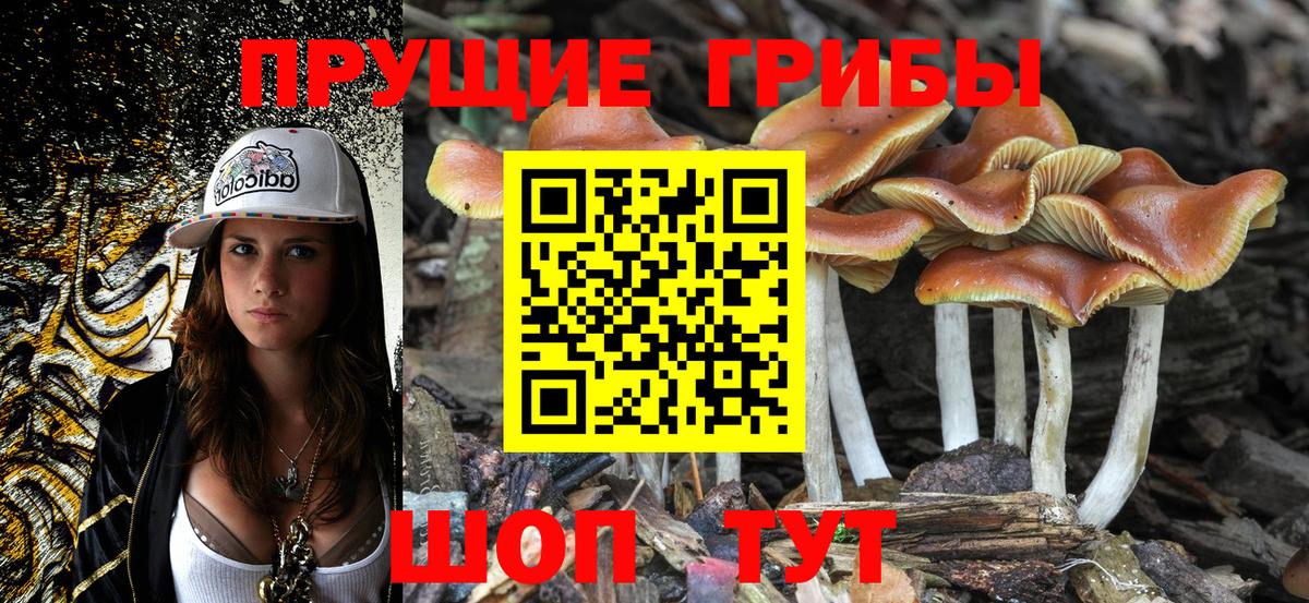 Киржач  Псилоцибиновые грибы прущие грибы  Вход с VPN 